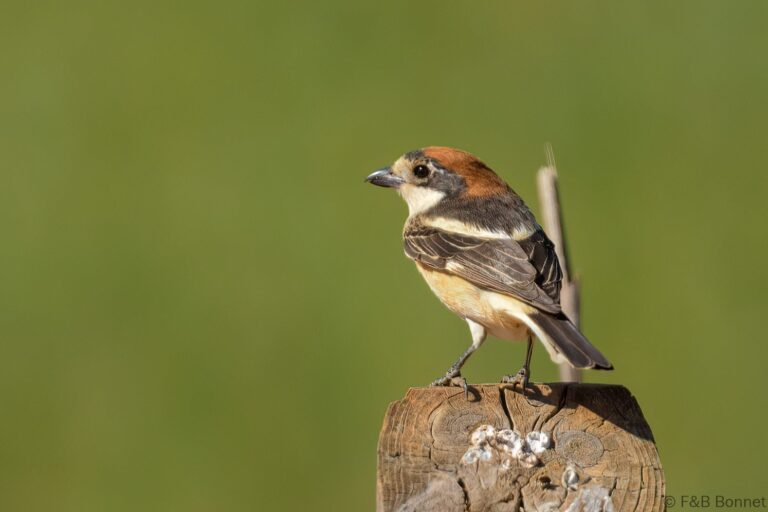 Woodchat Shrike_Spain-2