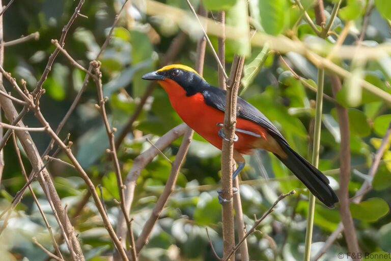 Yellow-crowned Gonolek_Senegal-3