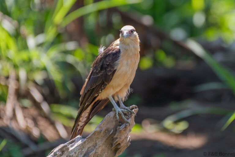 Yellow-headed Caracara_Ecuador-1