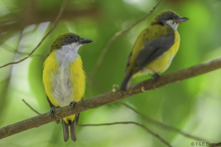 Yellow-sided Flowerpecker_Indonesia-2