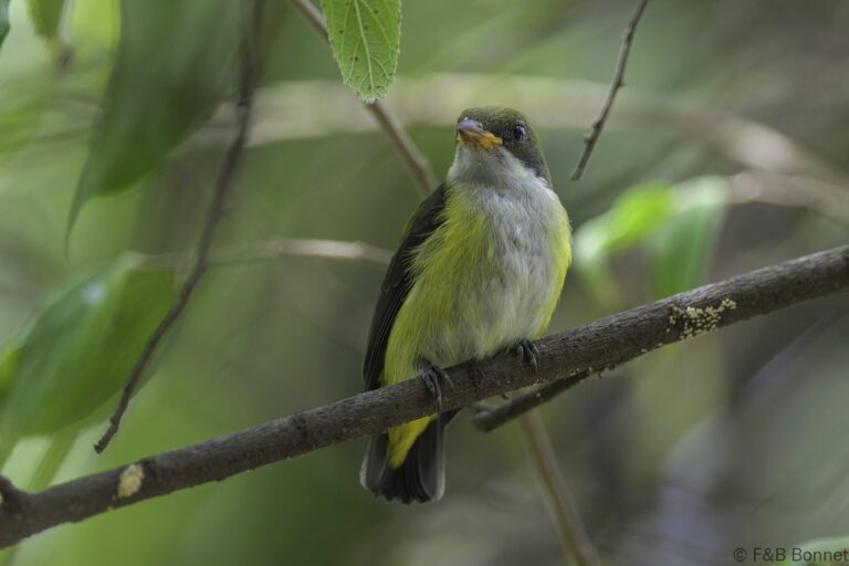 Yellow-sided Flowerpecker_Indonesia-3
