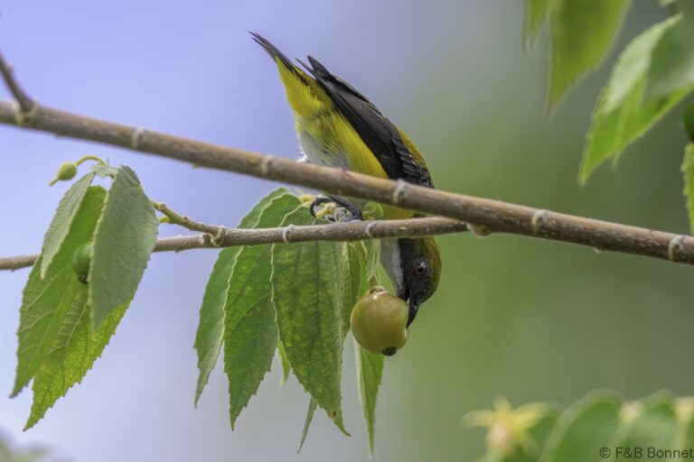Yellow-sided Flowerpecker_Indonesia-5