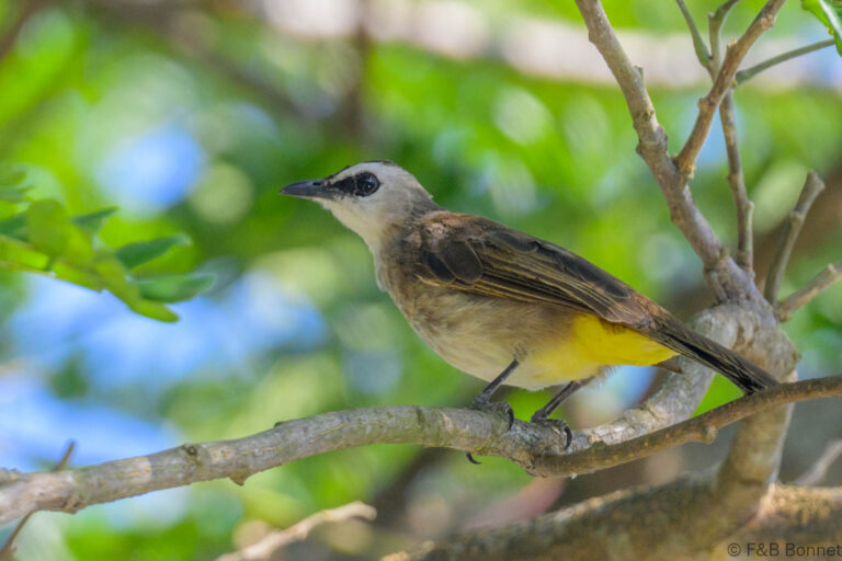 Yellow-vented Bulbul_Singapore-2