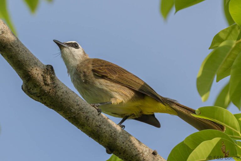 Yellow-vented Bulbul_Thailand-3