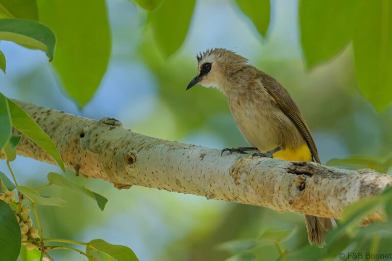 Yellow-vented Bulbul_Thailand-4