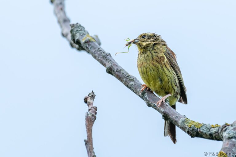 Yellowhammer_France-2