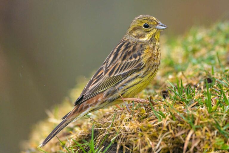 Yellowhammer_Spain-1