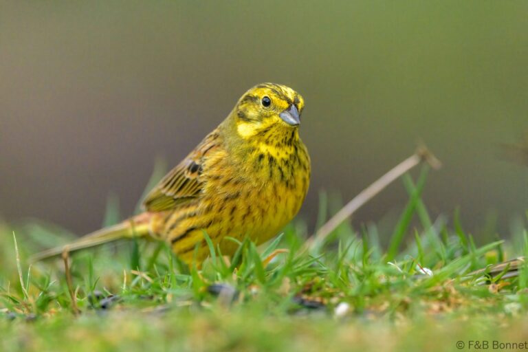 Yellowhammer_Spain-2