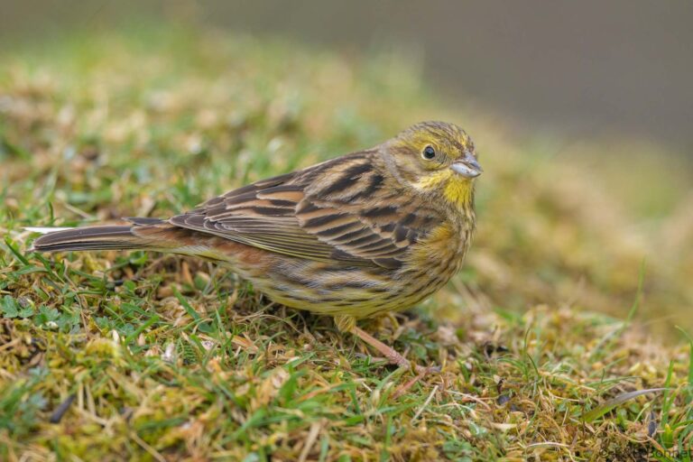 Yellowhammer_Spain-3