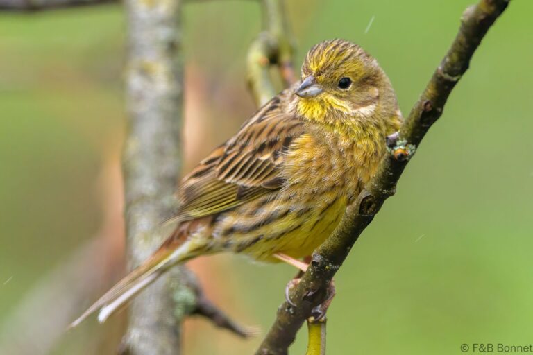 Yellowhammer_Spain-4