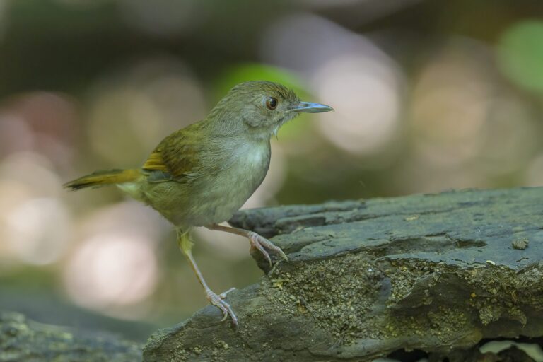 Sulawesi Babbler_Indonesia 2