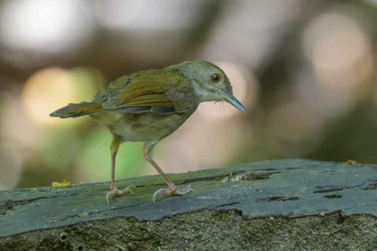 Sulawesi Babbler_Indonesia 3