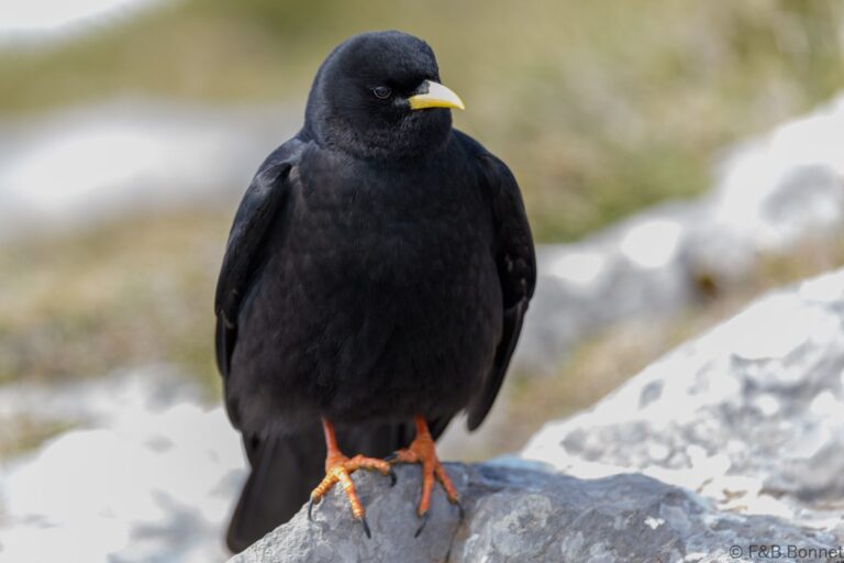 Alpine Chough_Spain-1