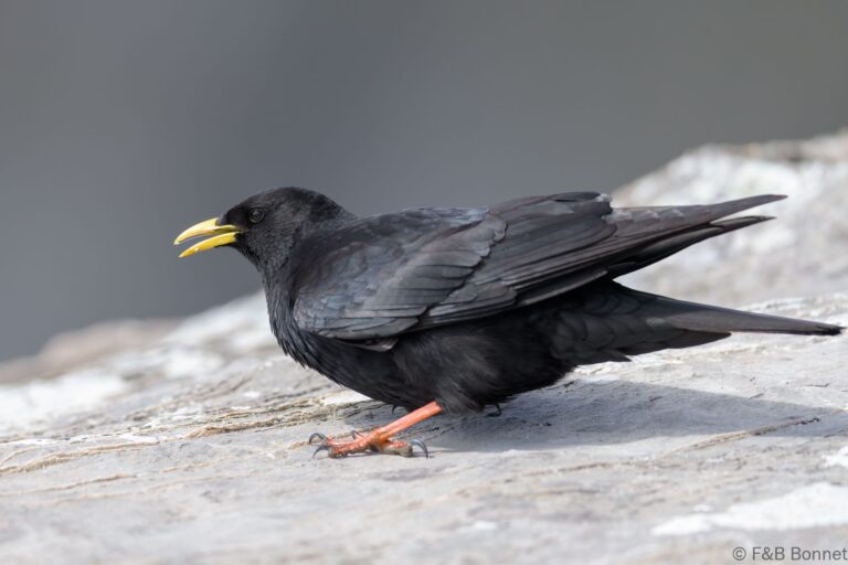 Alpine Chough_Spain-2