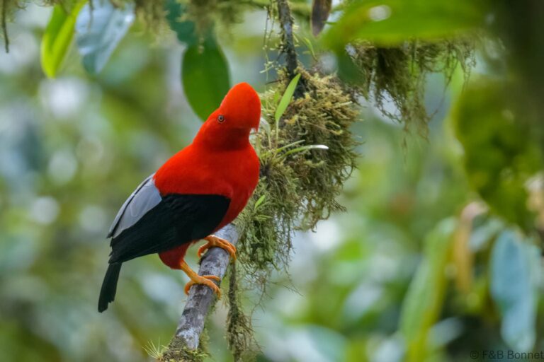 Andean Cock-of-the-rock_Ecuador-2