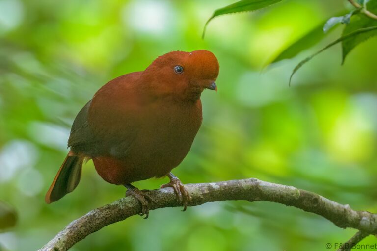 Andean Cock-of-the-rock_Ecuador-3
