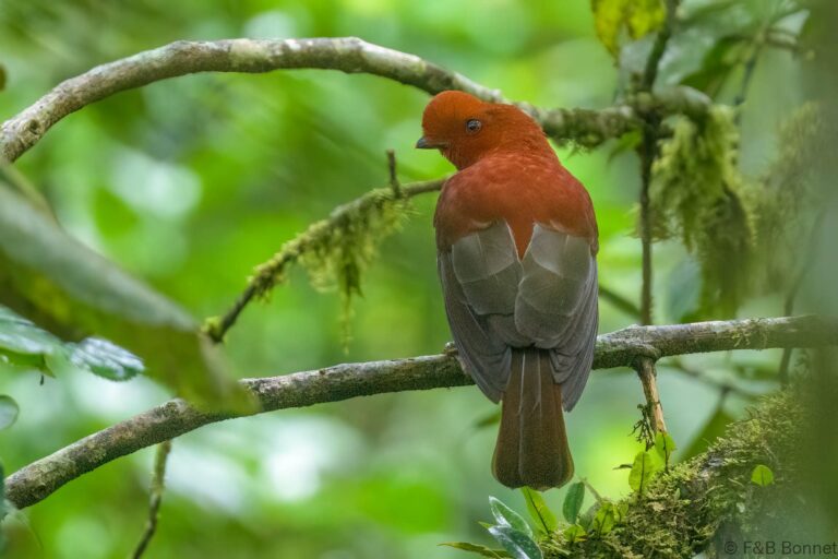 Andean Cock-of-the-rock_Ecuador-4