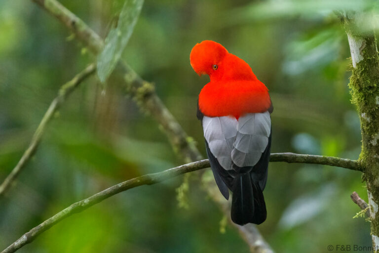 Andean Cock-of-the-rock_Ecuador-5