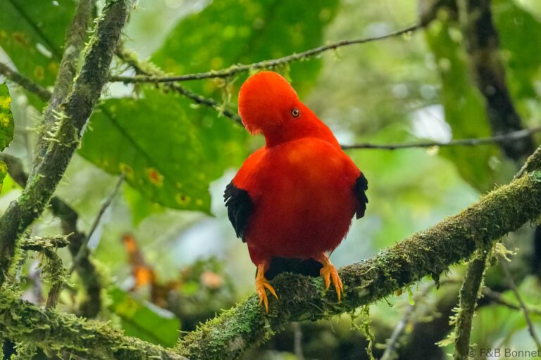 Andean Cock-of-the-rock_Ecuador-6