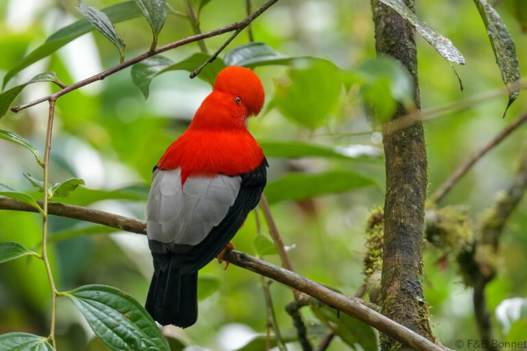 Andean Cock-of-the-rock_Ecuador-7