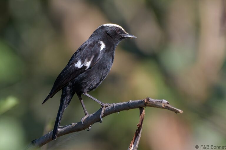 Arnot's Chat_South Africa-4