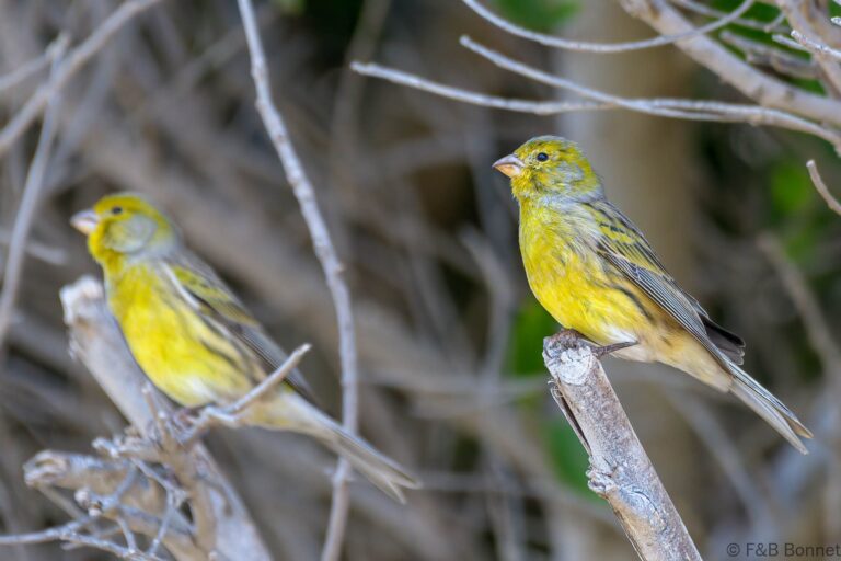 Atlantic Canary_Spain-4