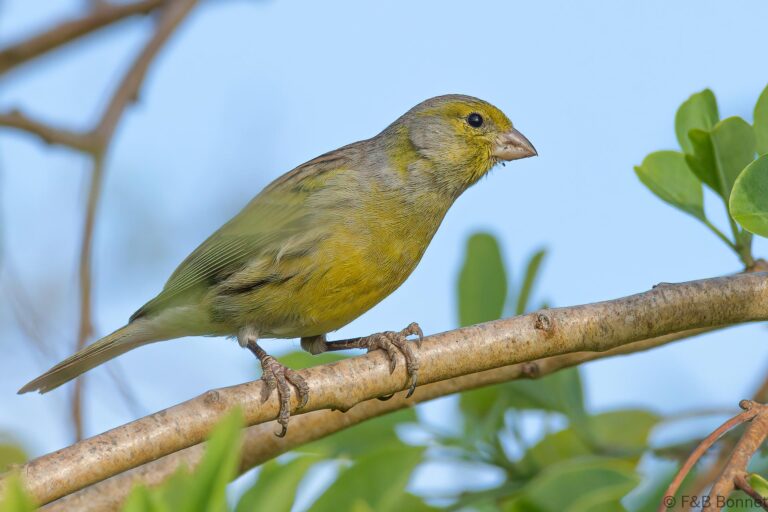 Atlantic Canary_Spain-6