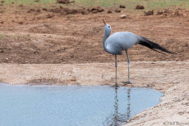 Blue Crane_South Africa-1