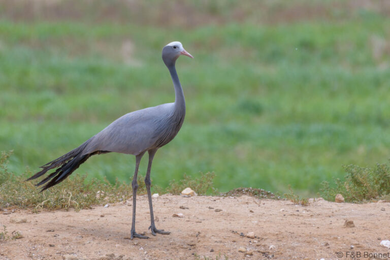 Blue Crane_South Africa-2