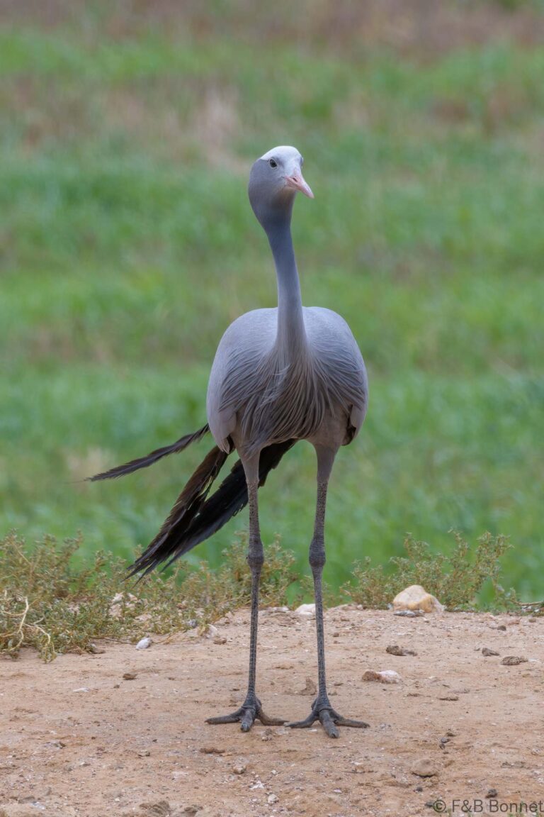 Blue Crane_South Africa-3