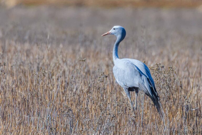 Blue Crane_South Africa-4