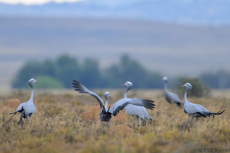 Blue crane south africa 7