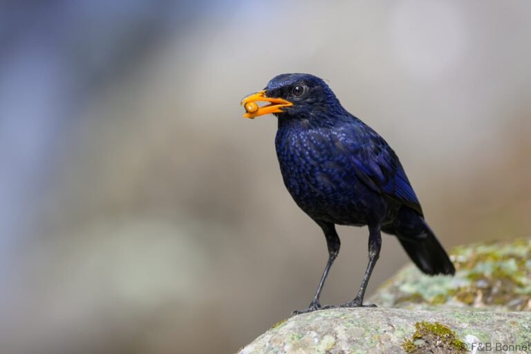 Blue whistling thrush indonesia 1