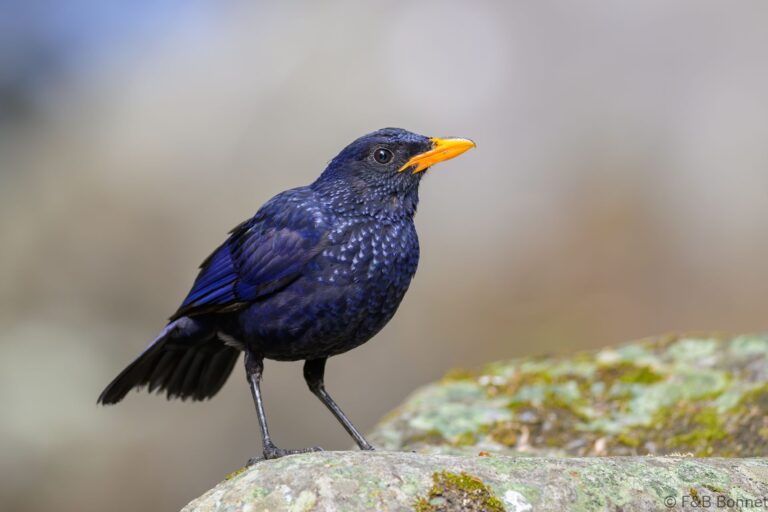 Blue whistling thrush indonesia 2