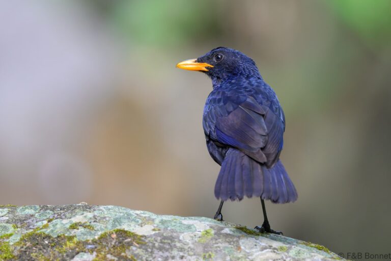 Blue whistling thrush indonesia 3