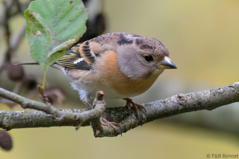 Brambling_France-1