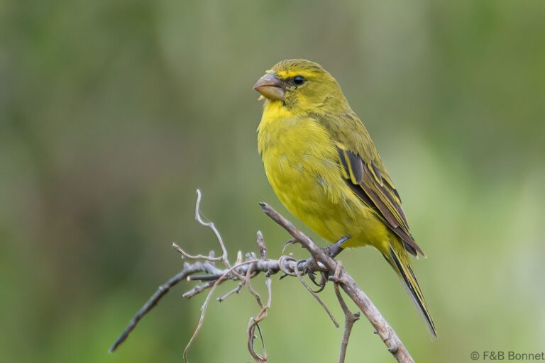 Brimstone Canary_South Africa-4