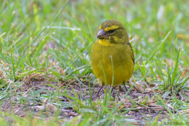 Brimstone Canary_South Africa-5