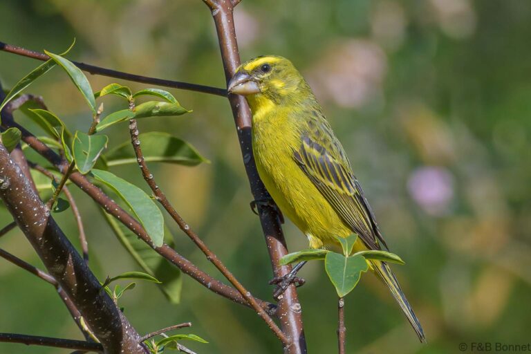 Brimstone Canary_South Africa-6