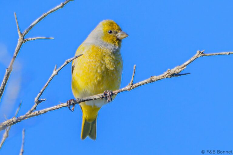Cape Canary_South Africa-2