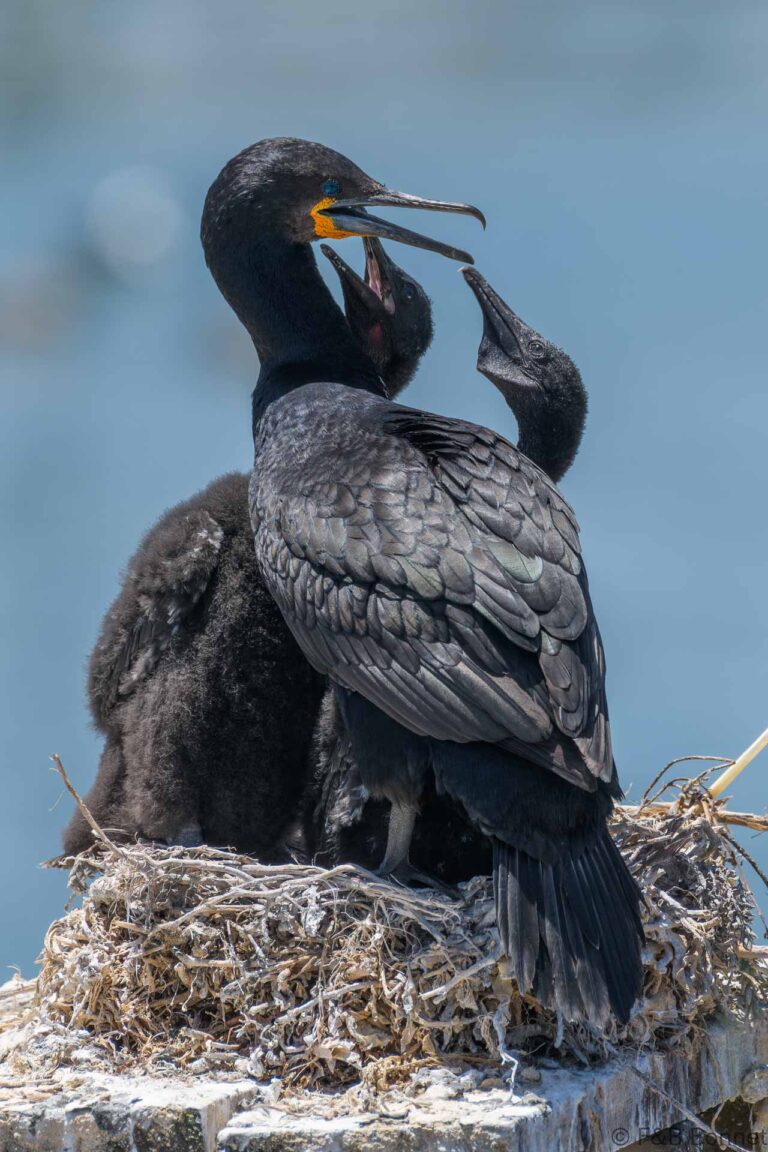 Cape Cormorant_So