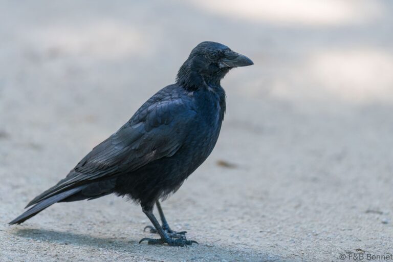 Carrion Crow_France-1