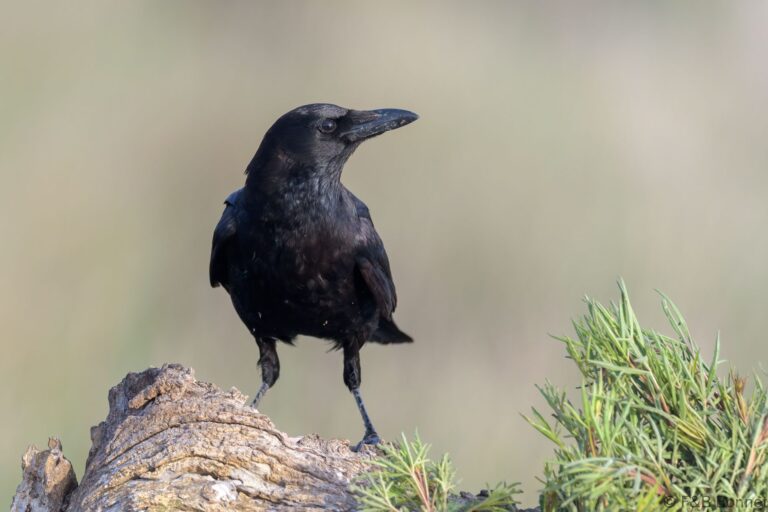 Carrion Crow_Spain-2