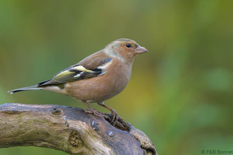 Common Chaffinch_France-10