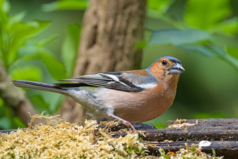 Common Chaffinch_France-11