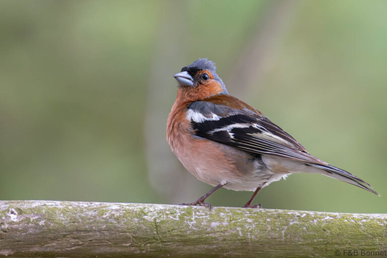 Common Chaffinch_France-9