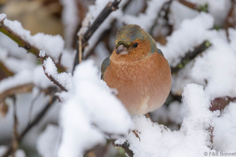 Common Chaffinch_Spain-11