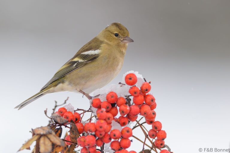 Common Chaffinch_Spain-12