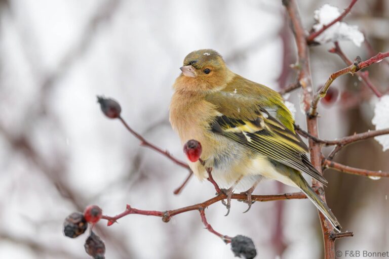 Common Chaffinch_Spain-13