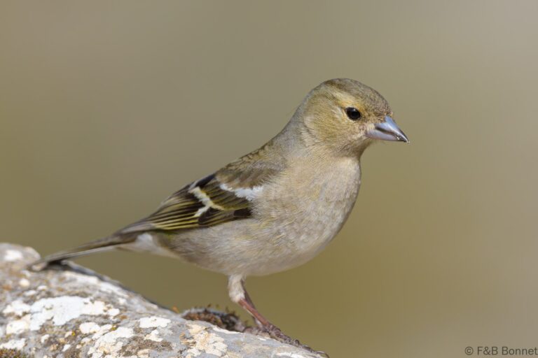 Common Chaffinch_Spain-9